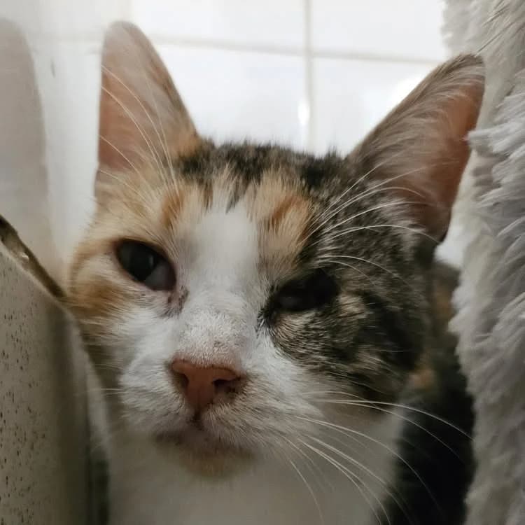 MOÏRA, female 5yo Mixed Breed for adoption at SPA Redon, Redon