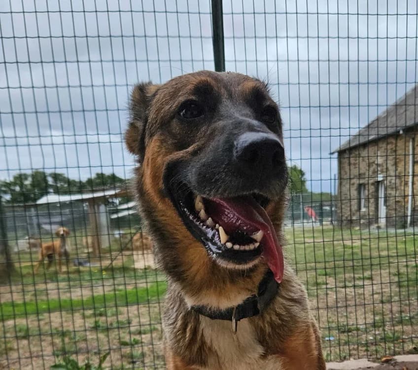 BIBICHE, female young Mixed Breed for adoption at SPA Redon, Redon