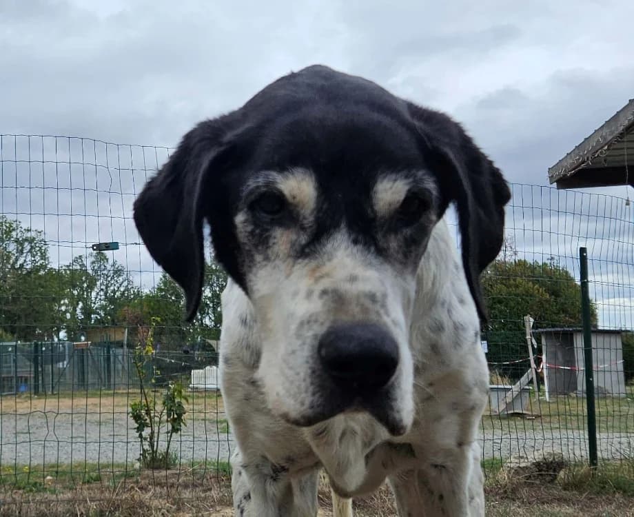 LAMIA, female senior Mixed Breed for adoption at SPA Redon, Redon