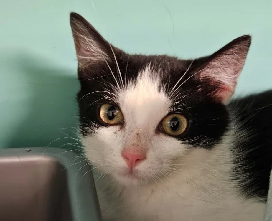 ECLIPSE, female Mixed Breed for adoption at SPA Redon, Redon