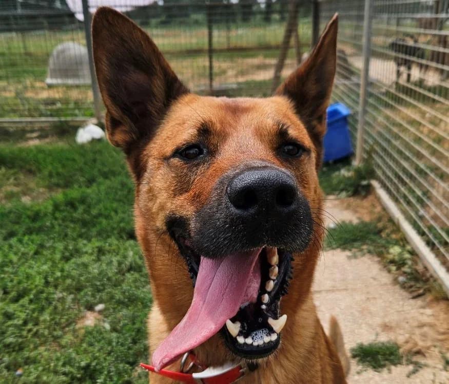 ECLAIR, male 5yo Belgian Malinois for adoption at SPA Redon, Redon