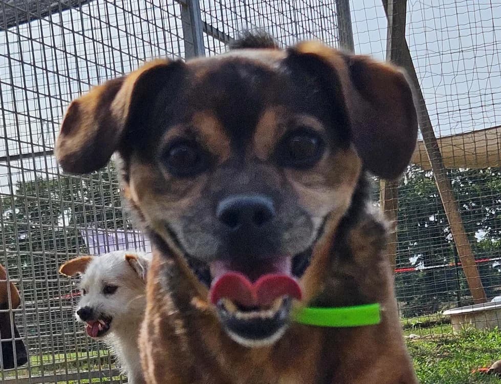Mickey, male senior mixed breed for adoption at SPA Redon, Redon