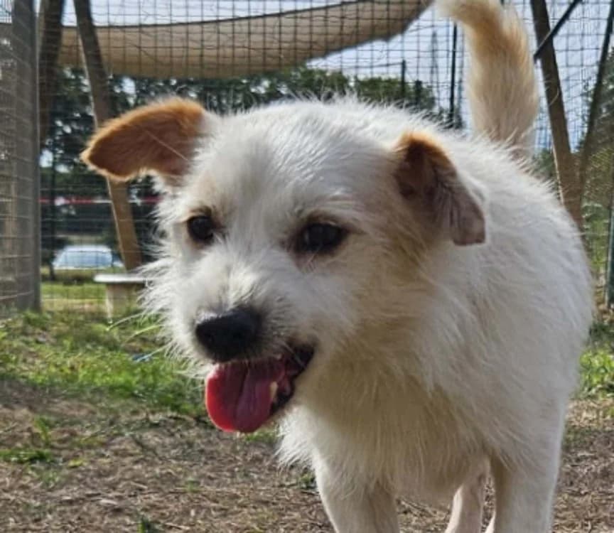 DONALD, male senior mixed breed for adoption at SPA Redon, Redon