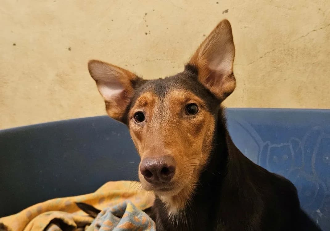LATTE, female young Mixed Breed for adoption at SPA Redon, Redon