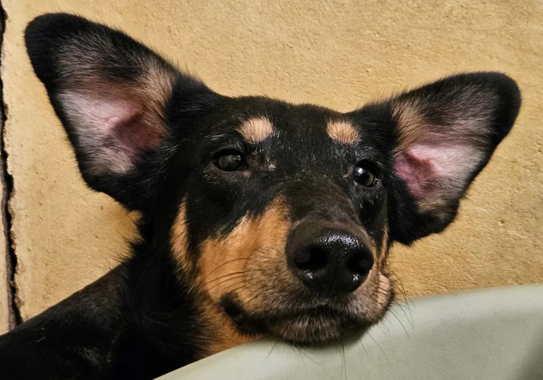 GALAO, male 4yo Mixed Breed for adoption at SPA Redon, Redon