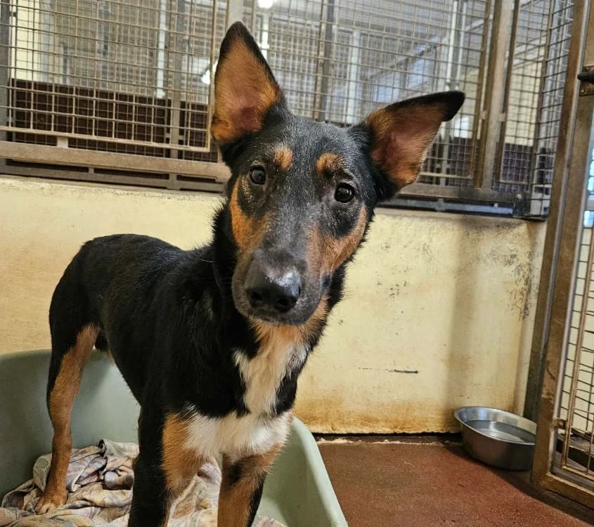 EXPRESSO, male young Mixed Breed for adoption at SPA Redon, Redon