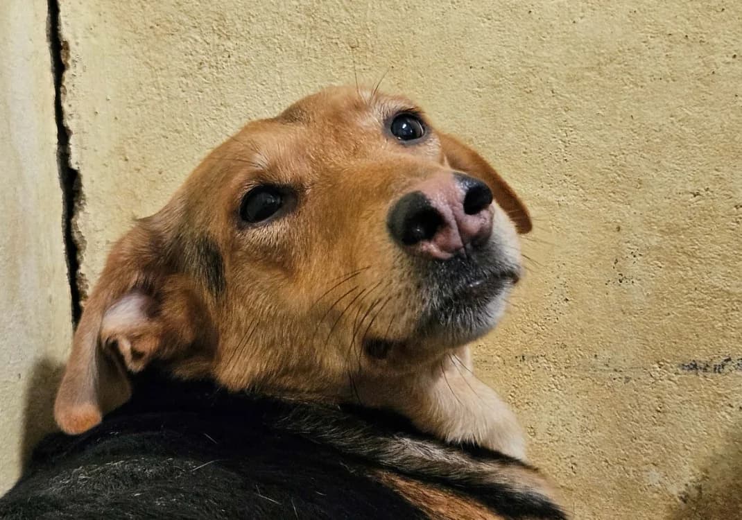MOCHA, female young Mixed Breed for adoption at SPA Redon, Redon
