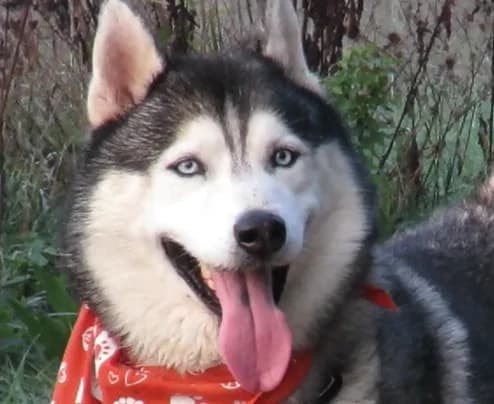 ALPHA, male senior Husky for adoption at SPA Redon, Redon