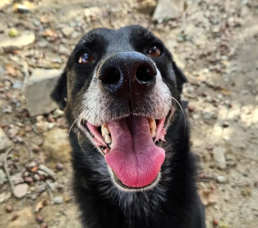 FARZBUAN, male senior mixed breed for adoption at SPA Redon, Redon