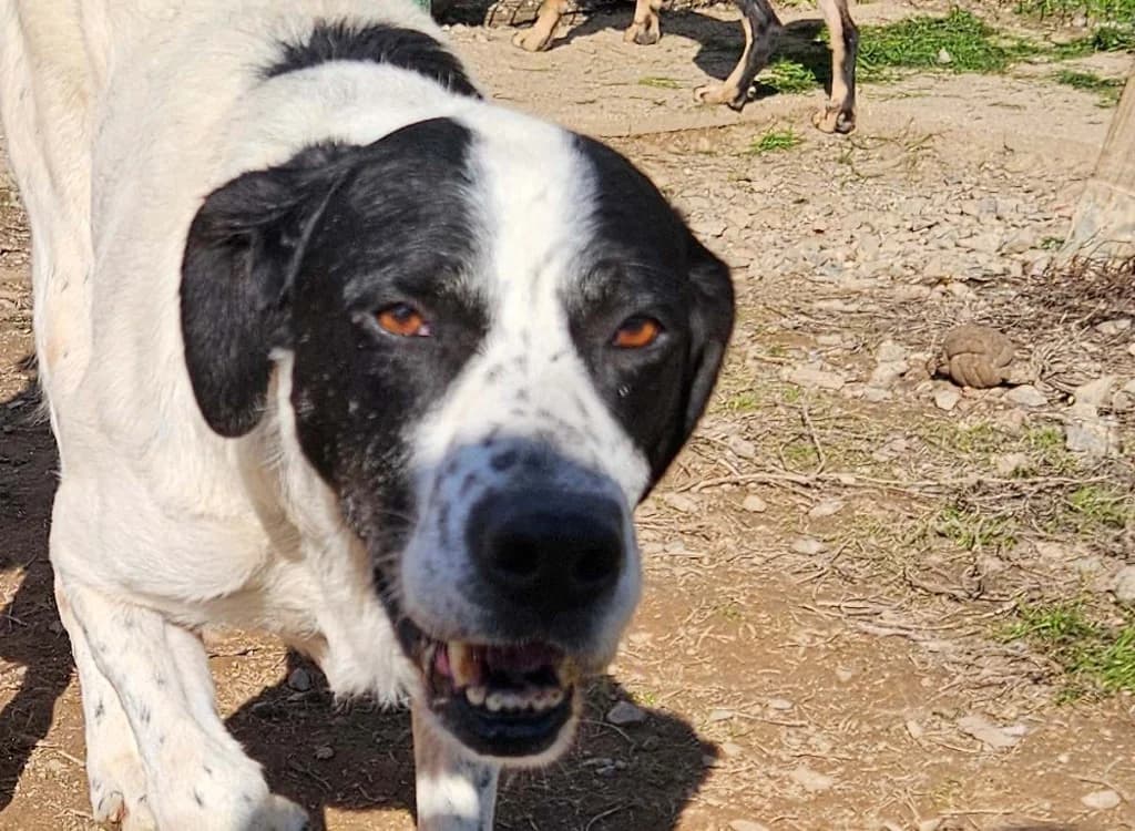 NOUKY, male senior Mixed Breed for adoption at SPA Redon, Redon
