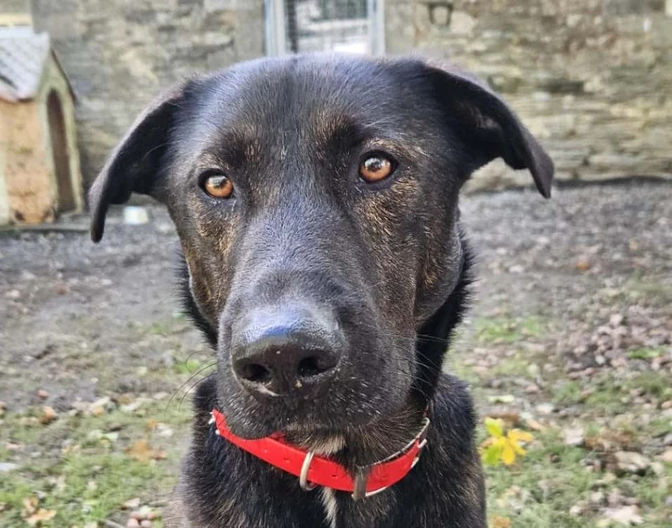 KOUKY, male 3yo Mixed Breed for adoption at SPA Redon, Redon