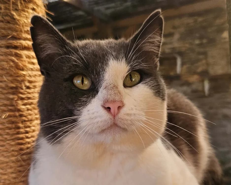 PAVAROTTIE, male 6yo Mixed Breed for adoption at SPA Redon, Redon