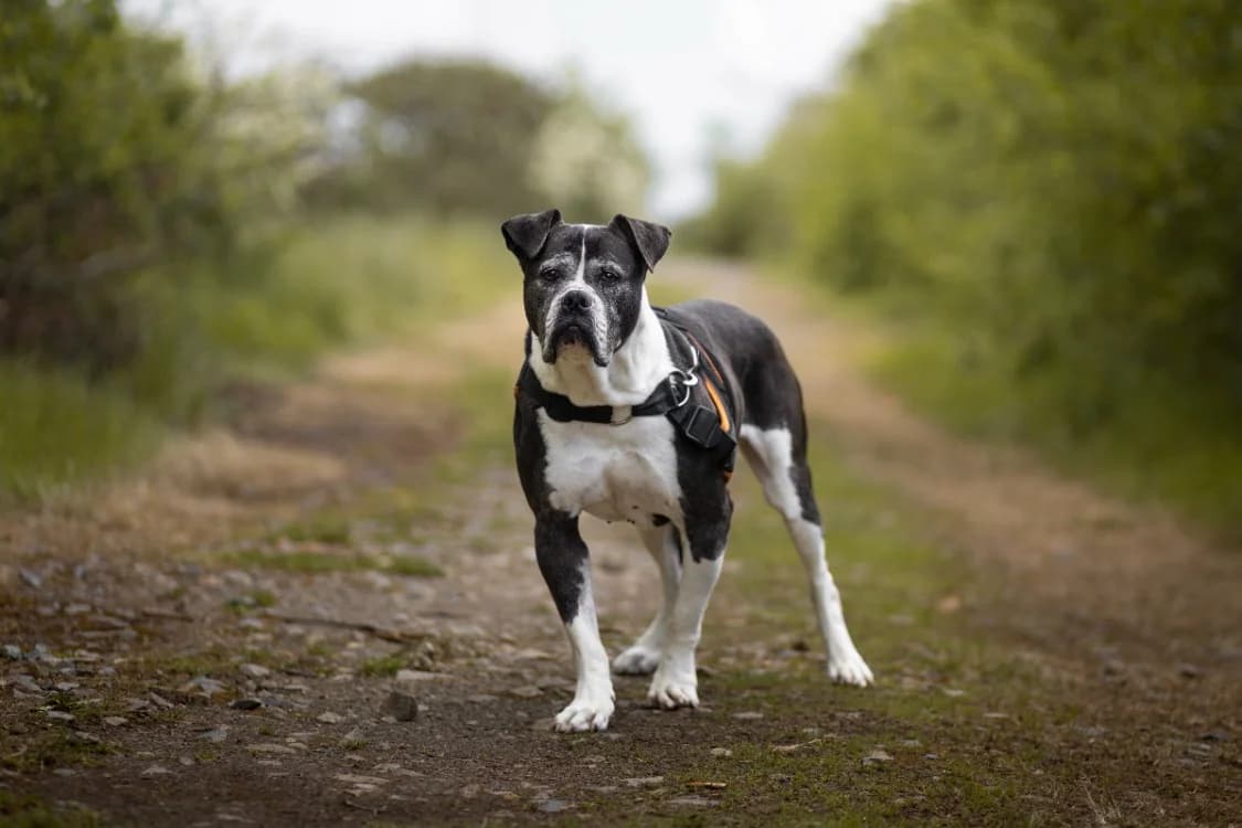 MOLLY, female senior Staffordshire Bull Terrier for adoption at SPA Rennes, Rennes