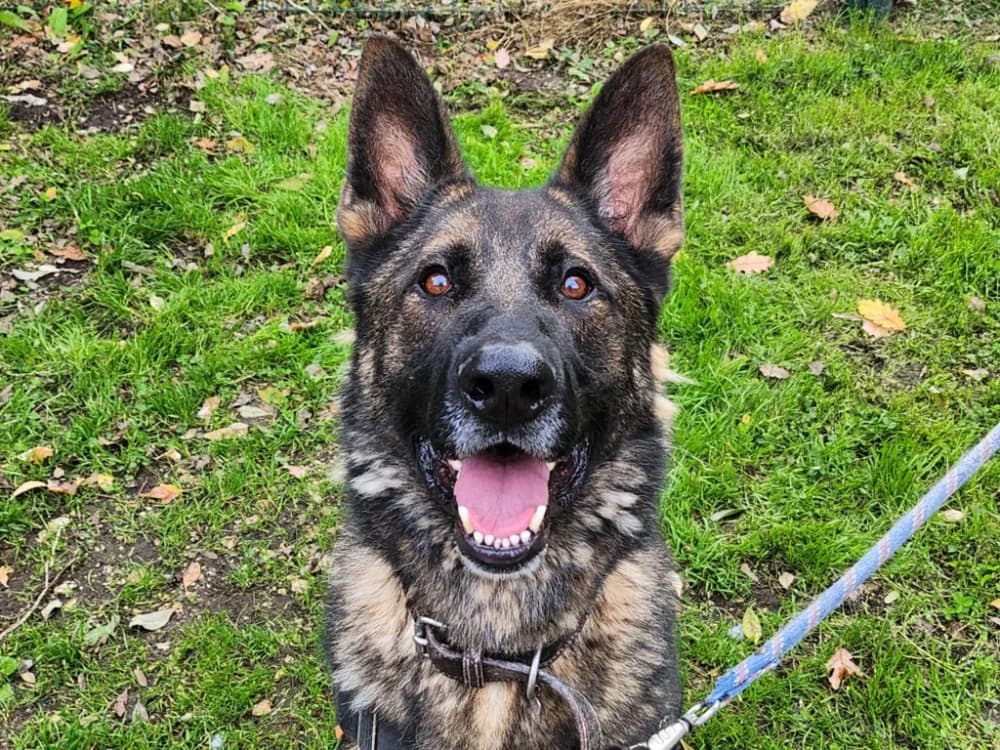 ATLAS, male 5yo mixed breed for adoption at SPA Rennes, Rennes
