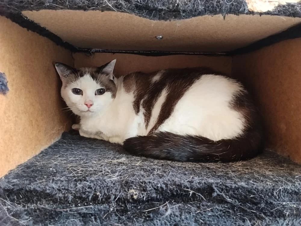CALINE, female 7yo Mixed Breed for adoption at SPA Rennes, Rennes