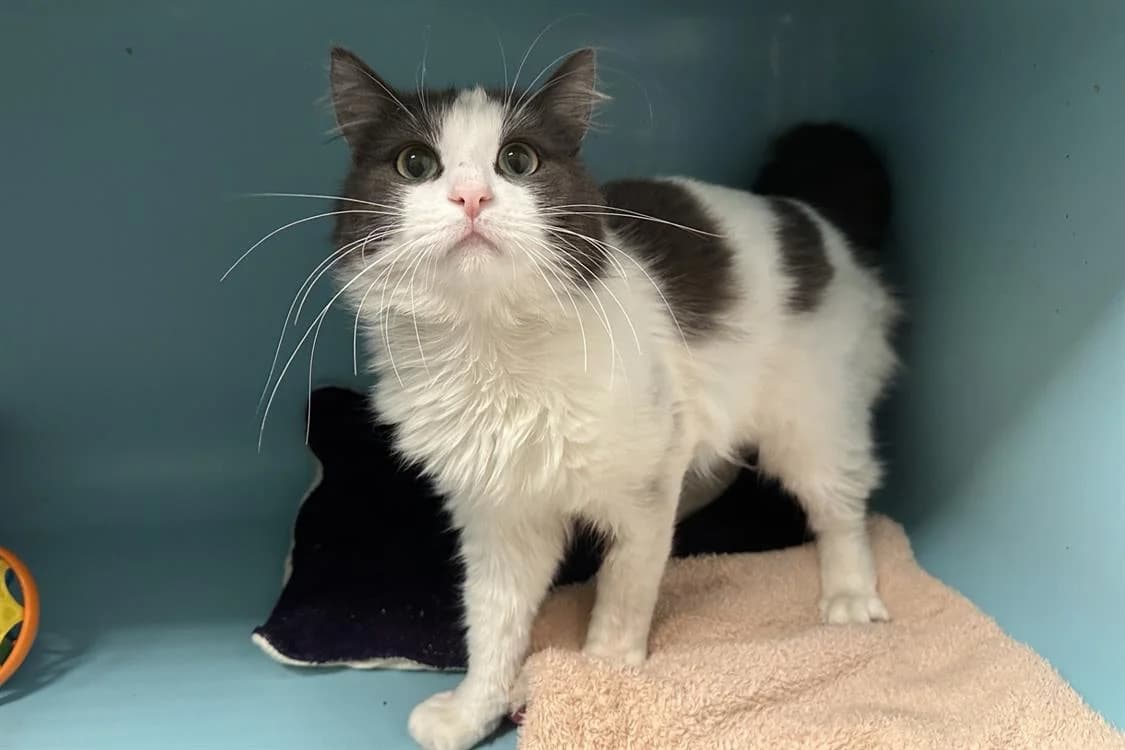 EMEL, male young Mixed Breed for adoption at SPA Rennes, Rennes