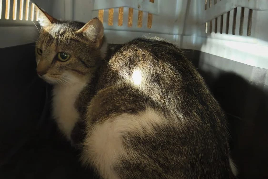 APRILIA, female young Mixed Breed for adoption at SPA Rennes, Rennes