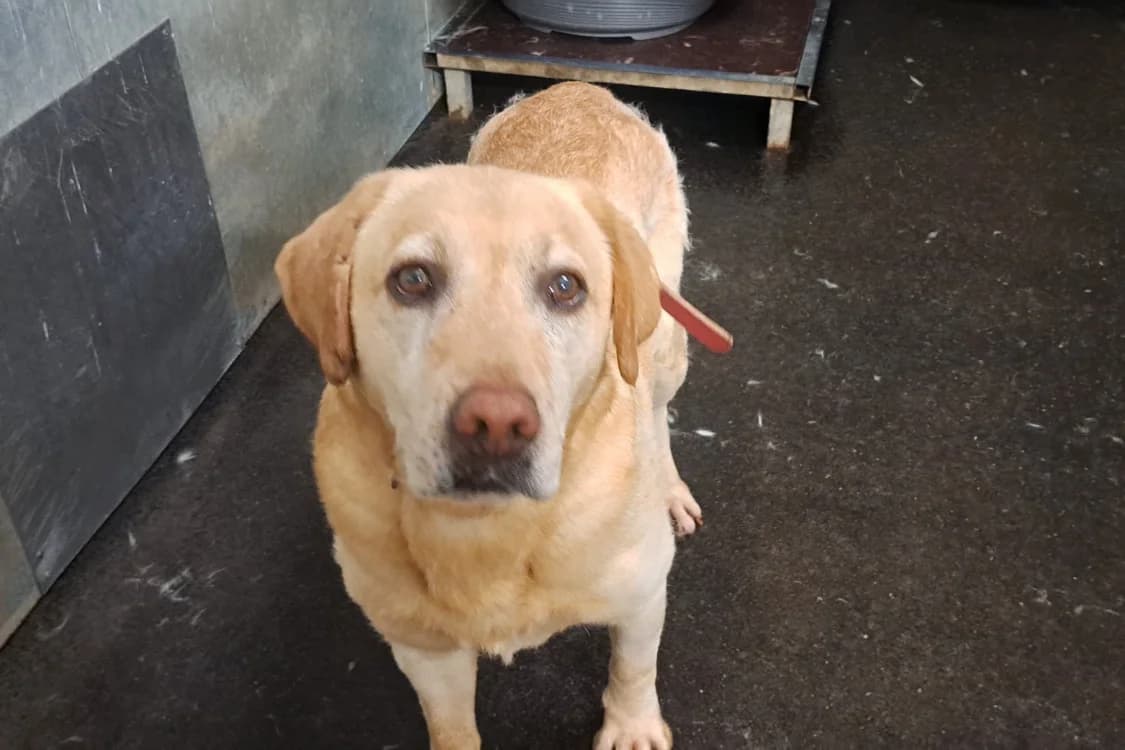 STYL pas ICAD, male 4yo Labrador Retriever for adoption at SPA Rennes, Rennes