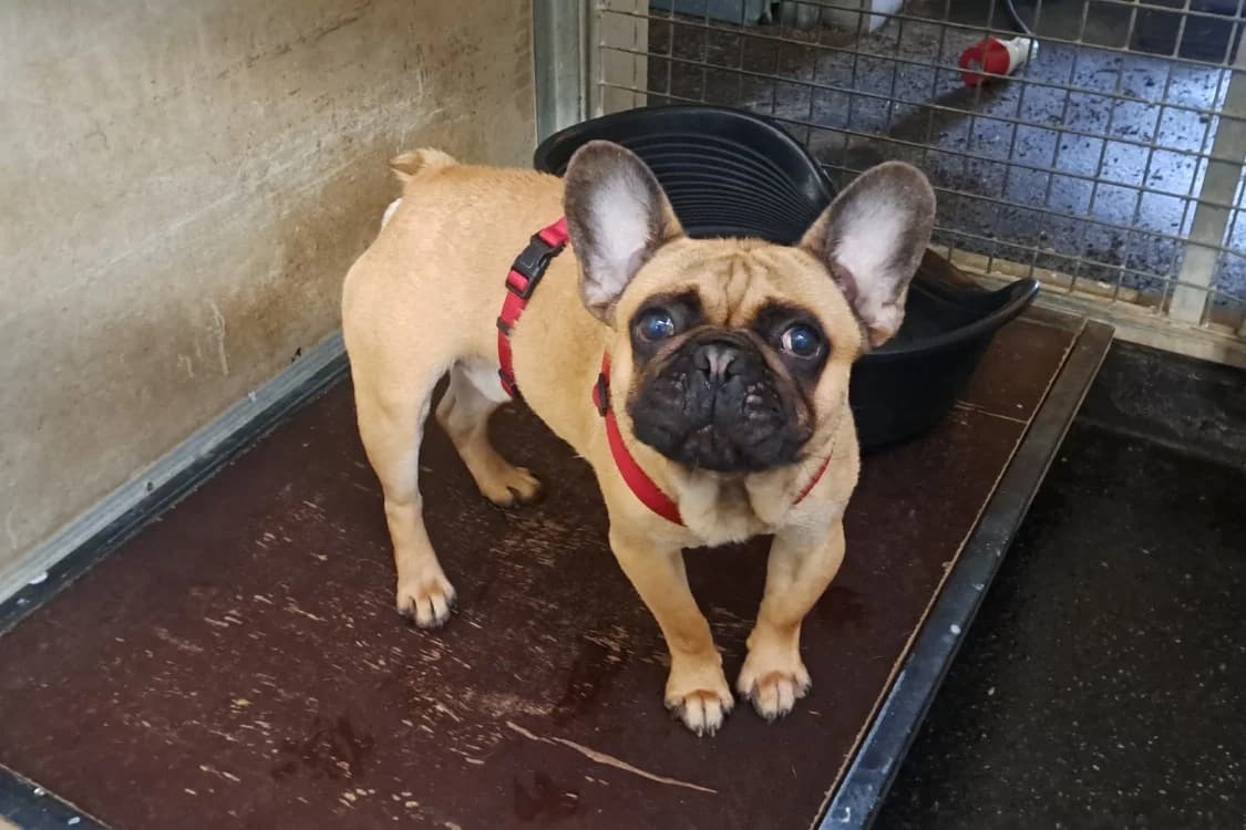 ROMEO, male young French Bulldog for adoption at SPA Rennes, Rennes