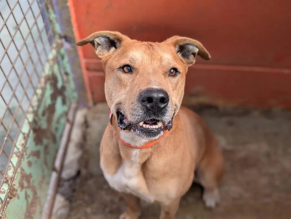 PATATE, male 3yo mixed breed for adoption at SPA Rennes, Rennes