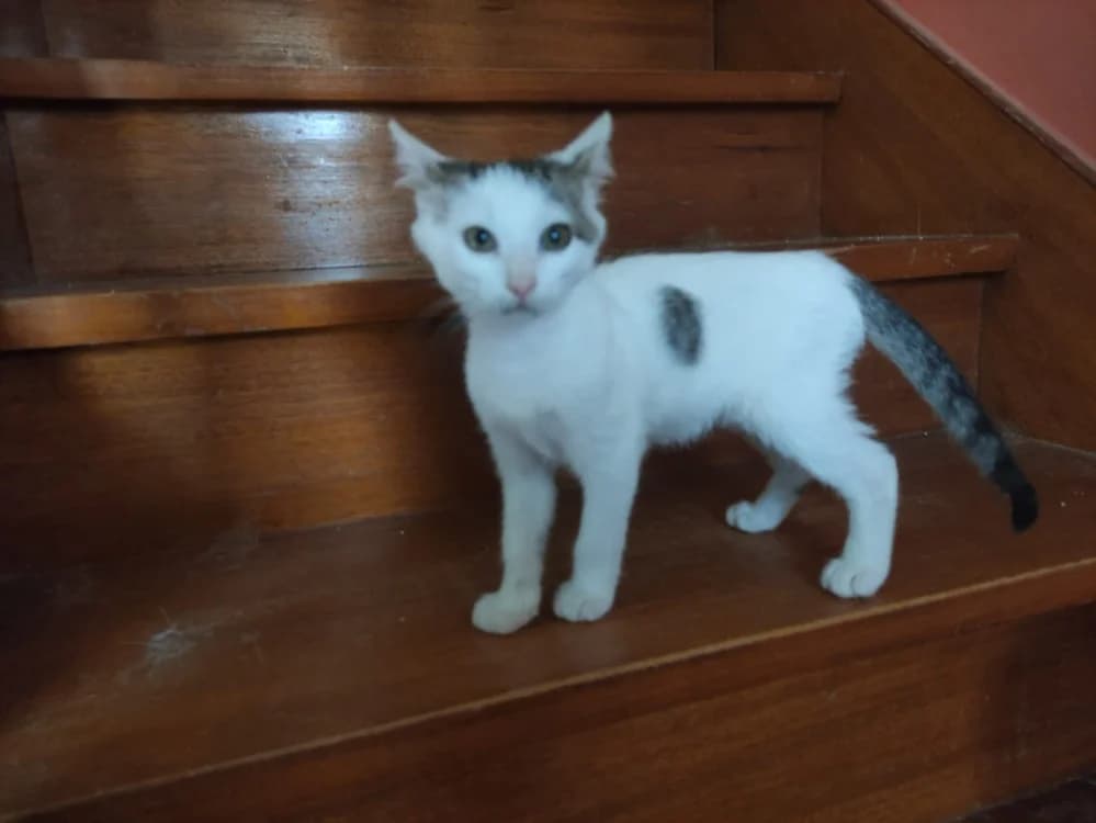 JUL, male puppy Mixed Breed for adoption at SPA Rennes, Rennes