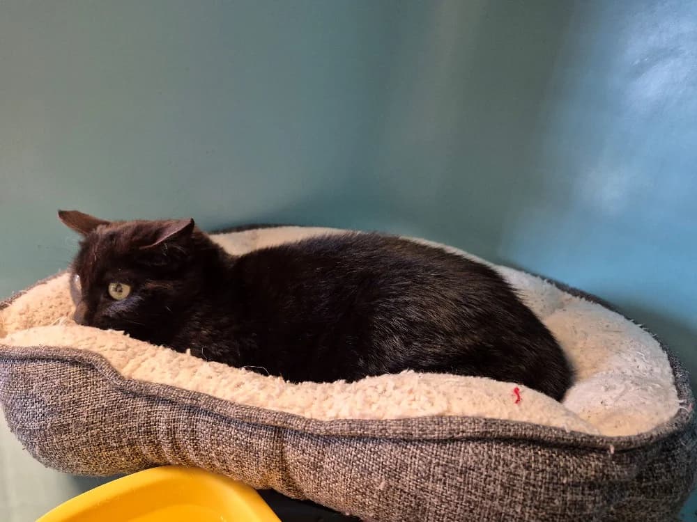 Guimauve, female Mixed Breed for adoption at SPA Rennes, Rennes