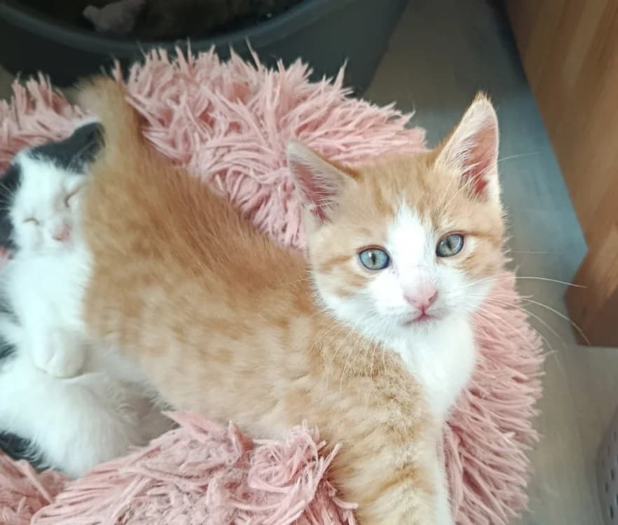 WAEL, male puppy Mixed Breed for adoption at SPA Rennes, Rennes