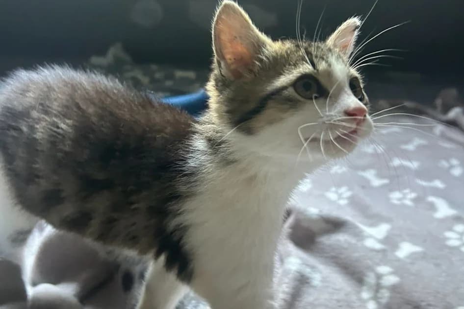 MISS, female mixed breed for adoption at SPA Rennes, Rennes
