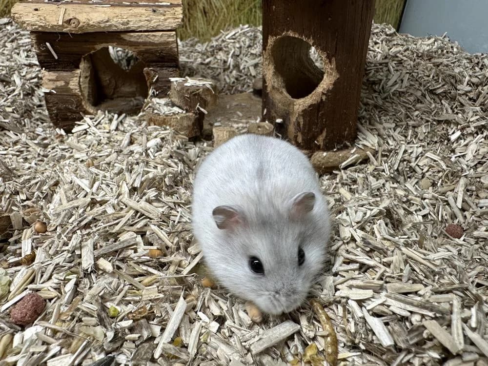 FOREST, female Mixed Breed for adoption at SPA Rennes, Rennes