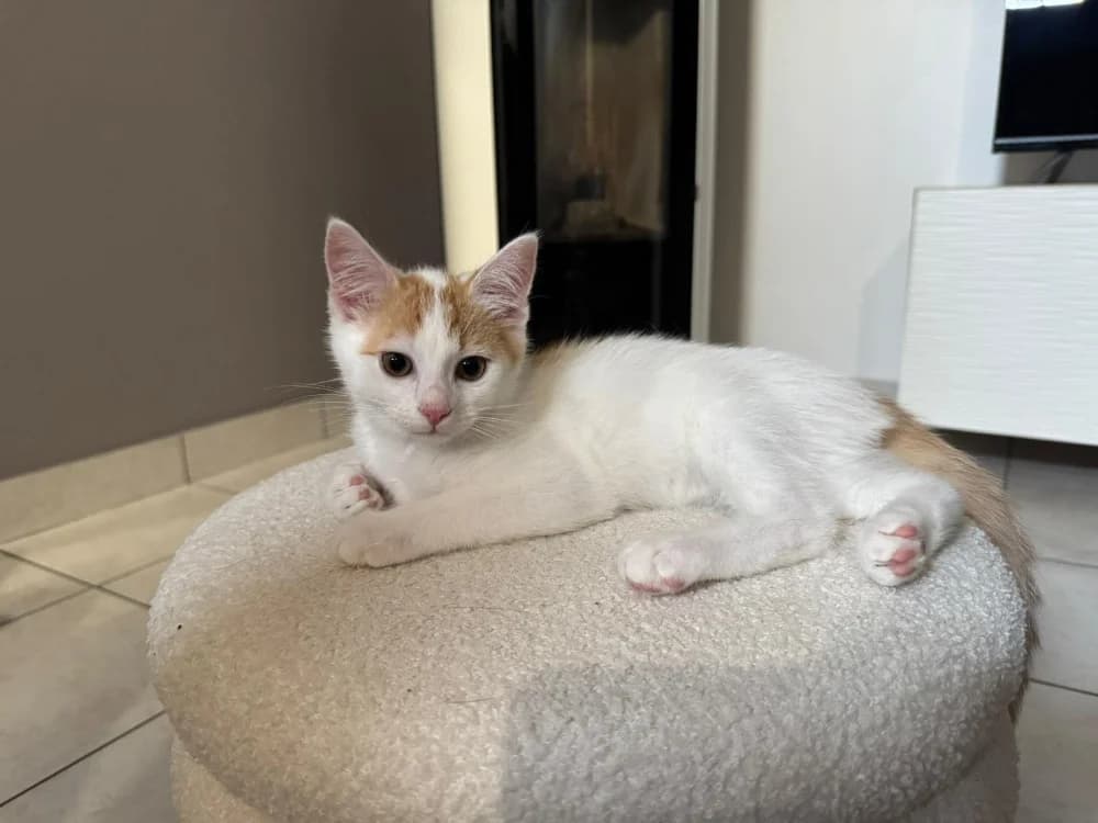 WOLFGANG, male Mixed Breed for adoption at SPA Rennes, Rennes