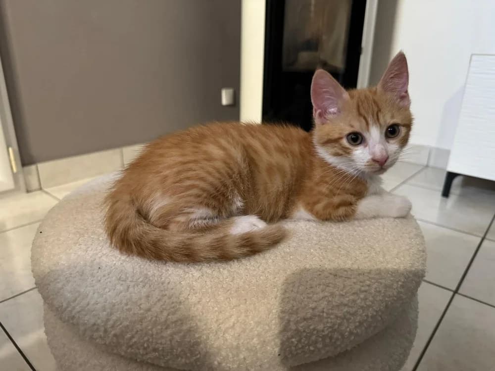WYDER, male Mixed Breed for adoption at SPA Rennes, Rennes