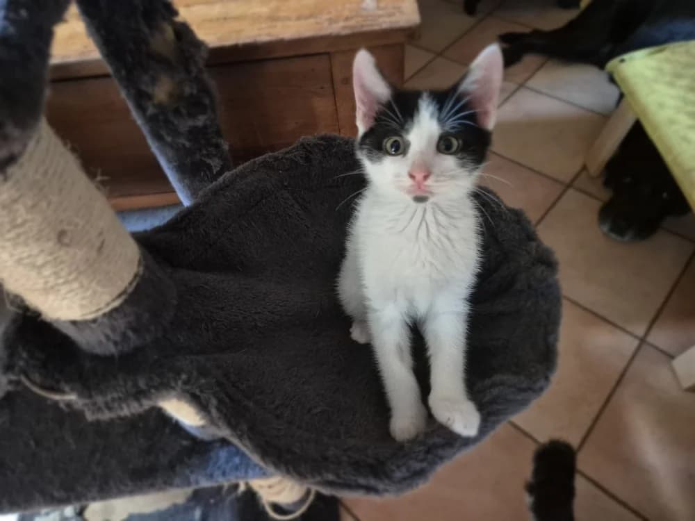 WITOLD, male puppy Mixed Breed for adoption at SPA Rennes, Rennes