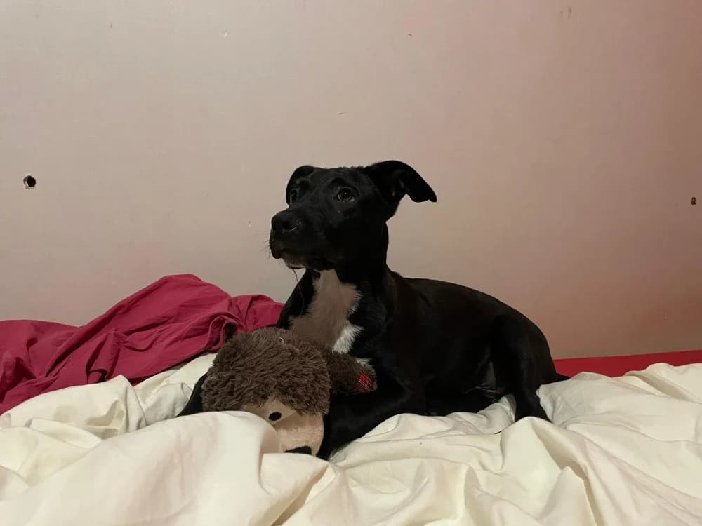 Berg, male puppy Labrador Retriever for adoption at SPA Rennes, Rennes