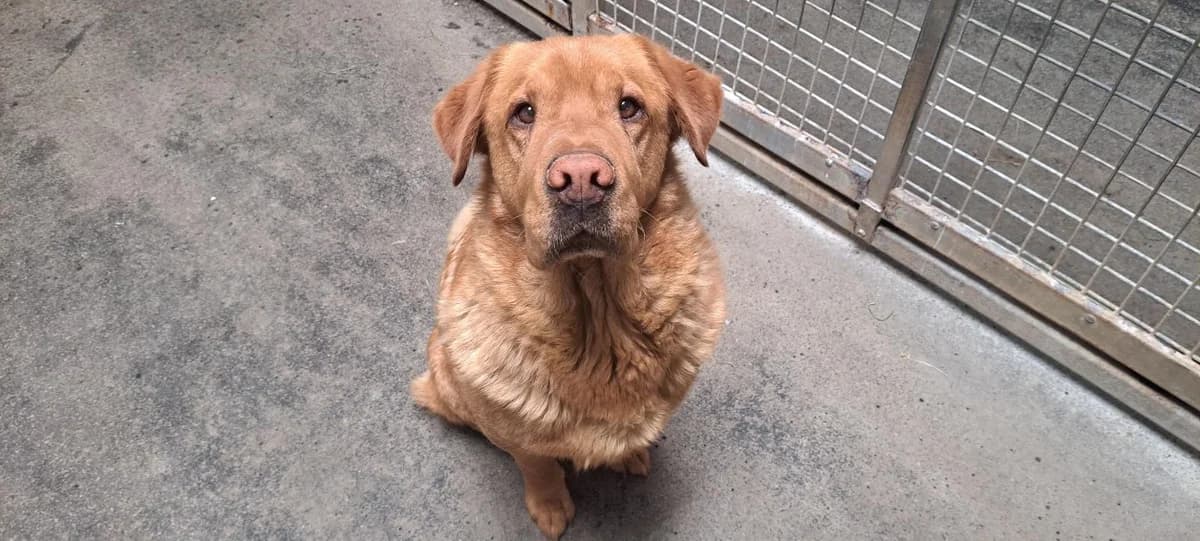 NINIO, male senior Golden Retriever for adoption at SPA Rennes, Rennes