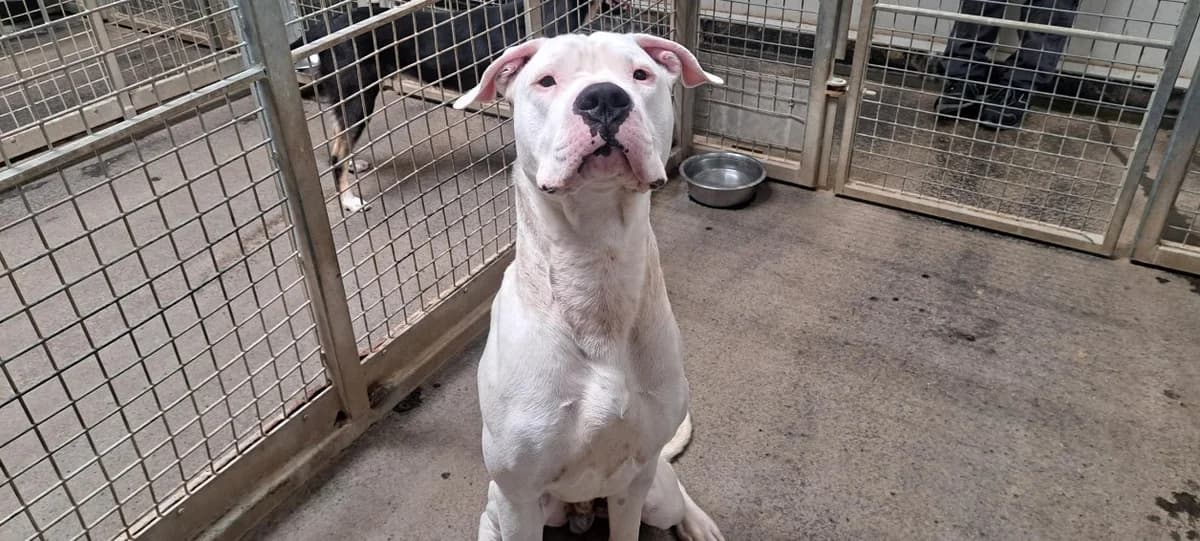 Mago, male young mixed breed for adoption at SPA Rennes, Rennes