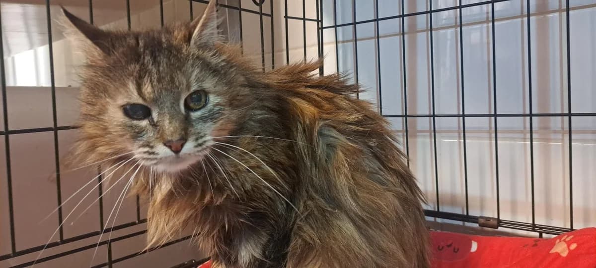MARIVAUX, female senior Mixed Breed for adoption at SPA Rennes, Rennes