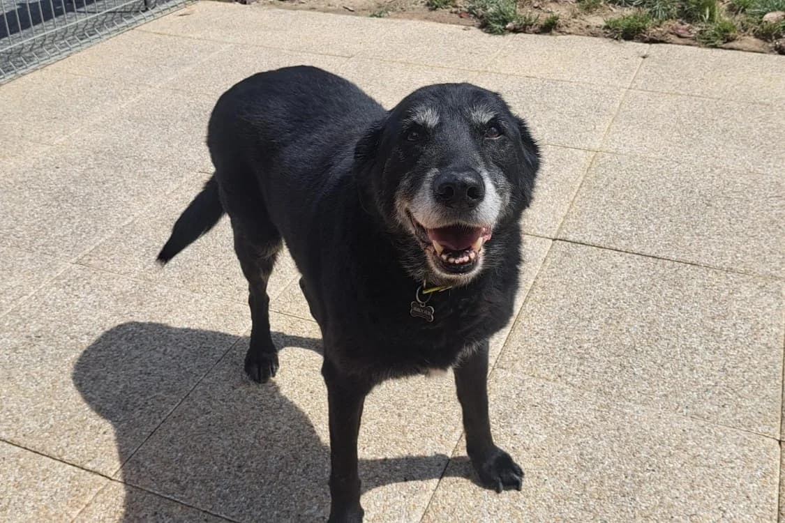 Hector, male senior mixed breed for adoption at SPA Rennes, Rennes
