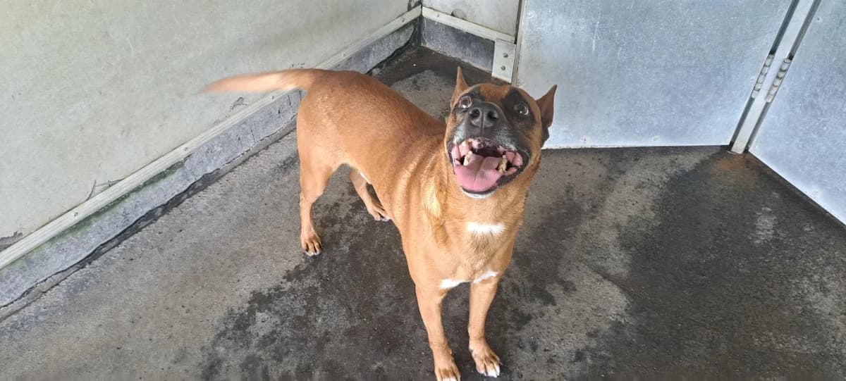 Scott, male 7yo Belgian Malinois for adoption at SPA Rennes, Rennes