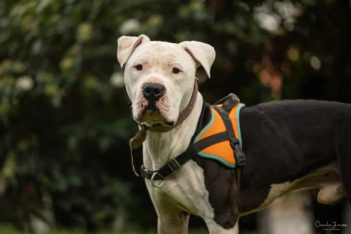 SHARK, male 5yo Mixed Breed for adoption at SPA Rennes, Rennes
