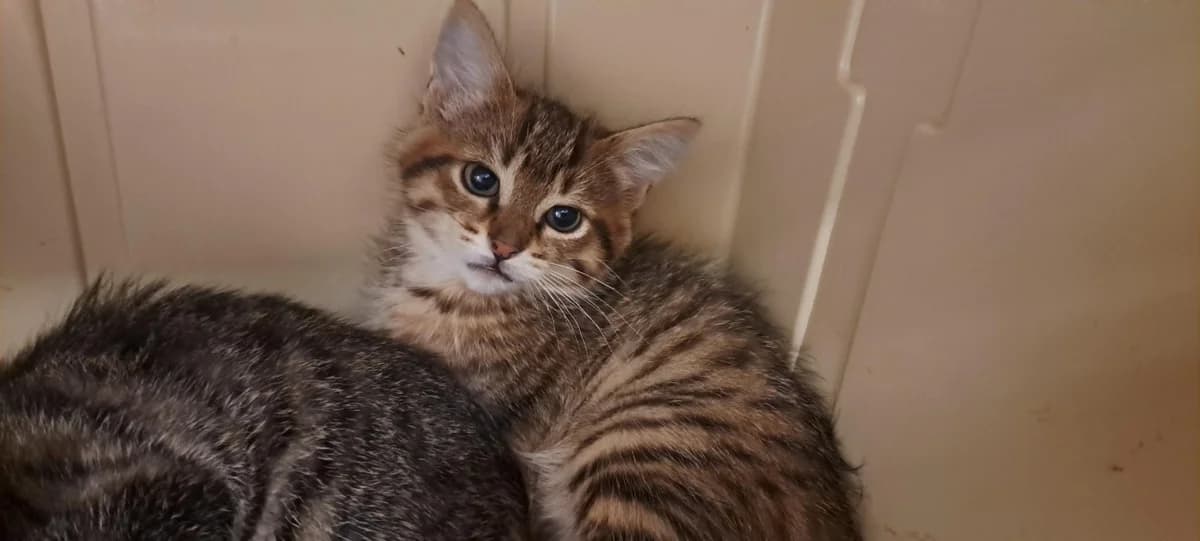 KUMBI, female Mixed Breed for adoption at SPA Rennes, Rennes