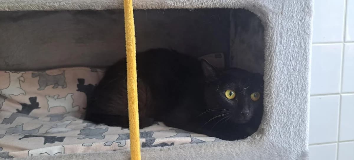 SOULAÏ, female young Mixed Breed for adoption at SPA Rennes, Rennes
