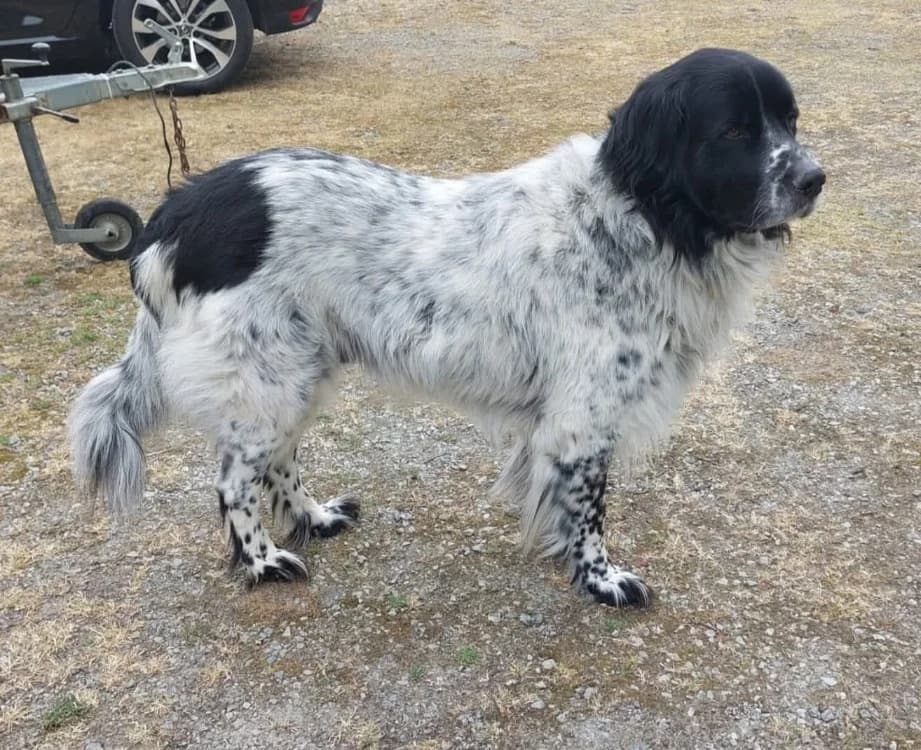 PAKO ( pas sté), male 7yo mixed breed for adoption at SPA Rennes, Rennes