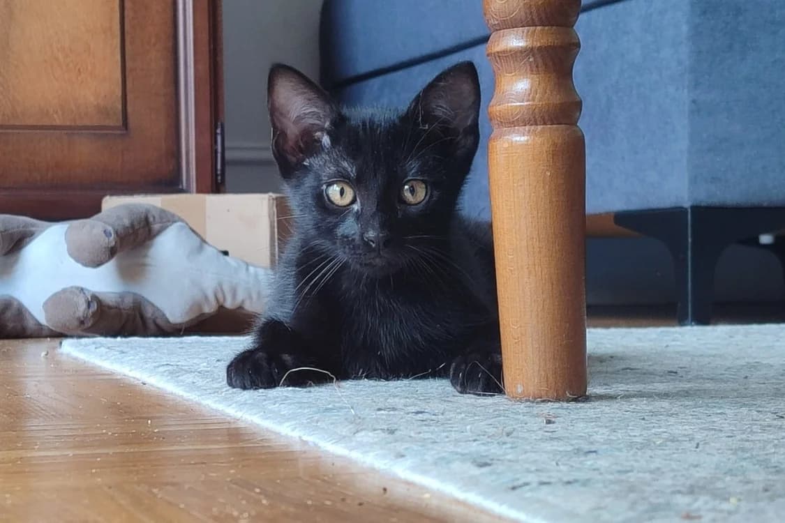 REGLISSE, male puppy mixed breed for adoption at SPA Rennes, Rennes
