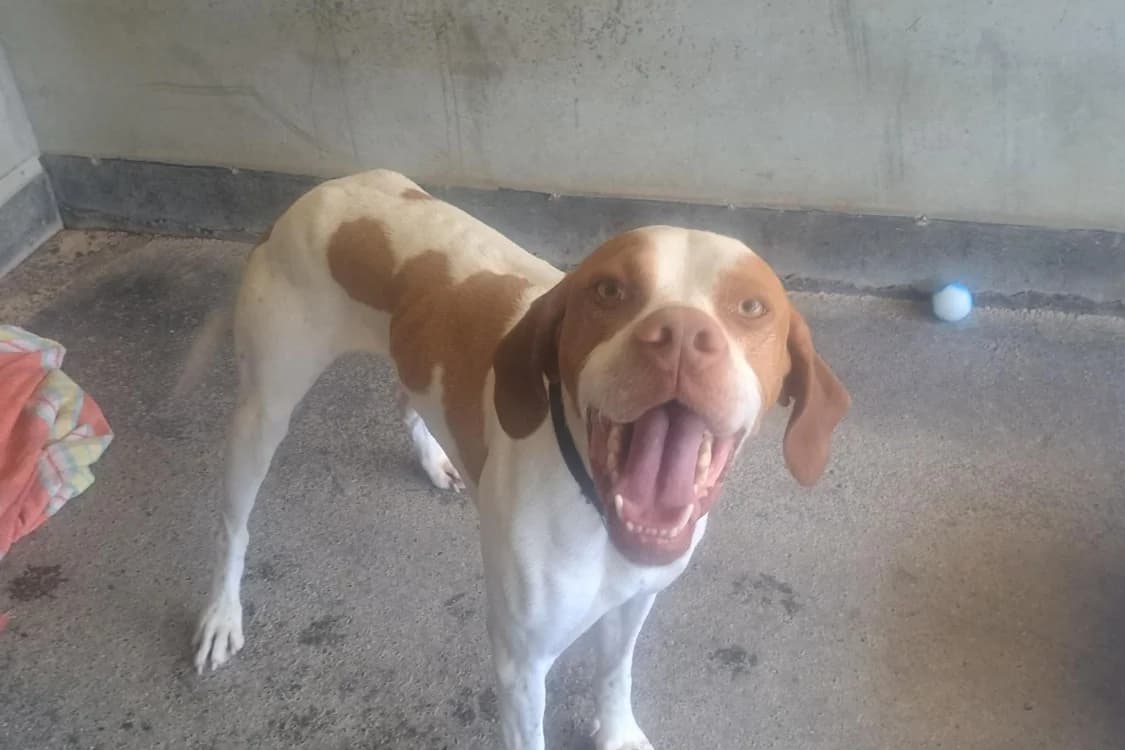 TOBBY, male 3yo Mixed Breed for adoption at SPA Rennes, Rennes