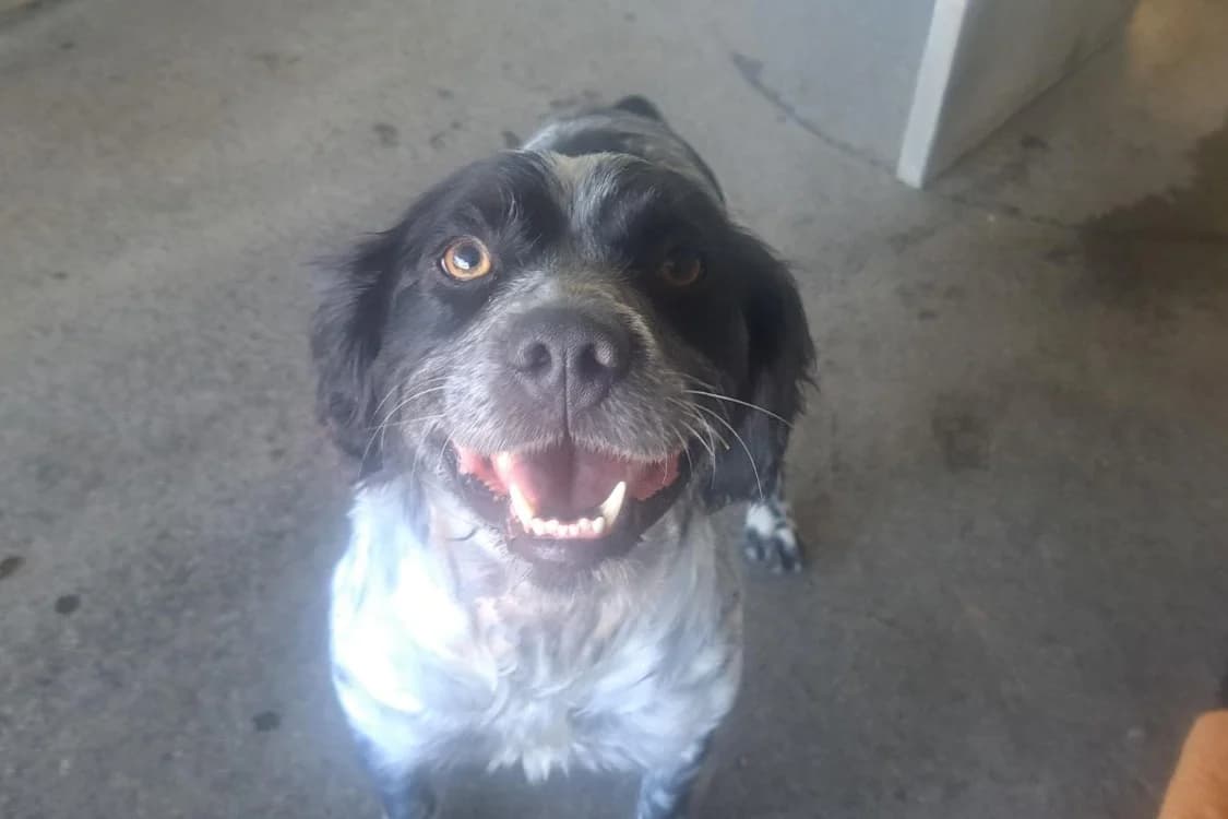HEYOM, male 4yo Brittany Spaniel for adoption at SPA Rennes, Rennes