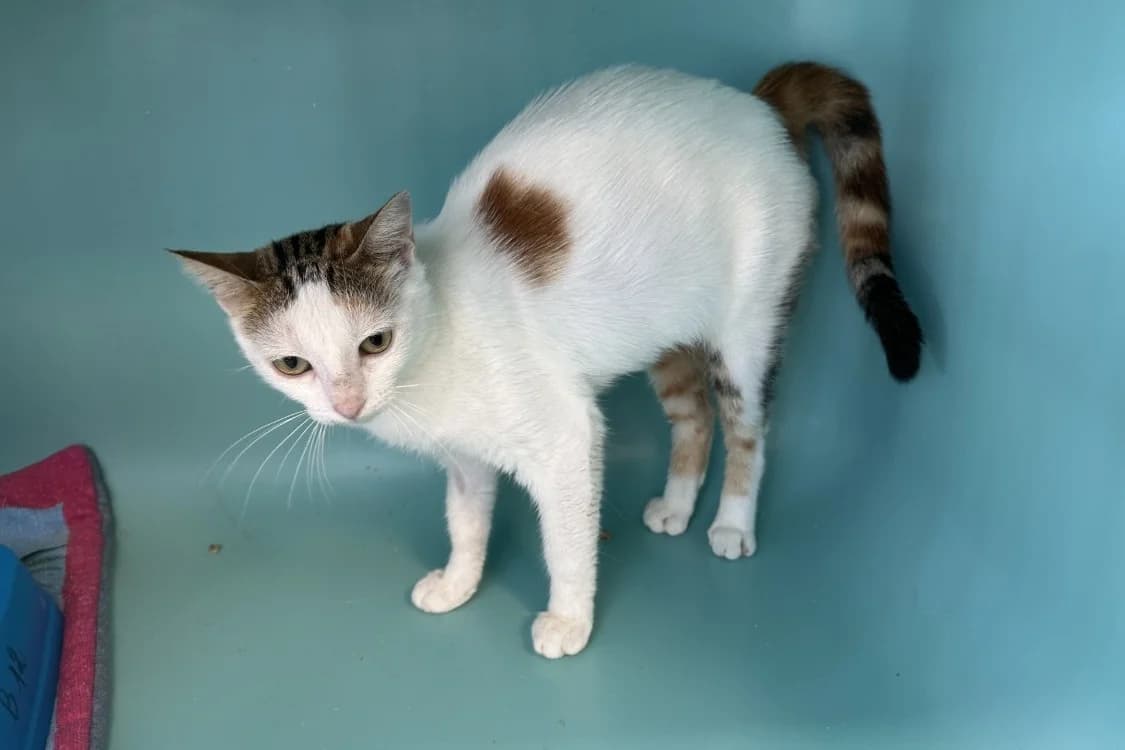 SECRET, female young Mixed Breed for adoption at SPA Rennes, Rennes