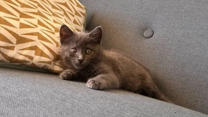 KESALAHAN, female Mixed Breed for adoption at SPA Rennes, Rennes