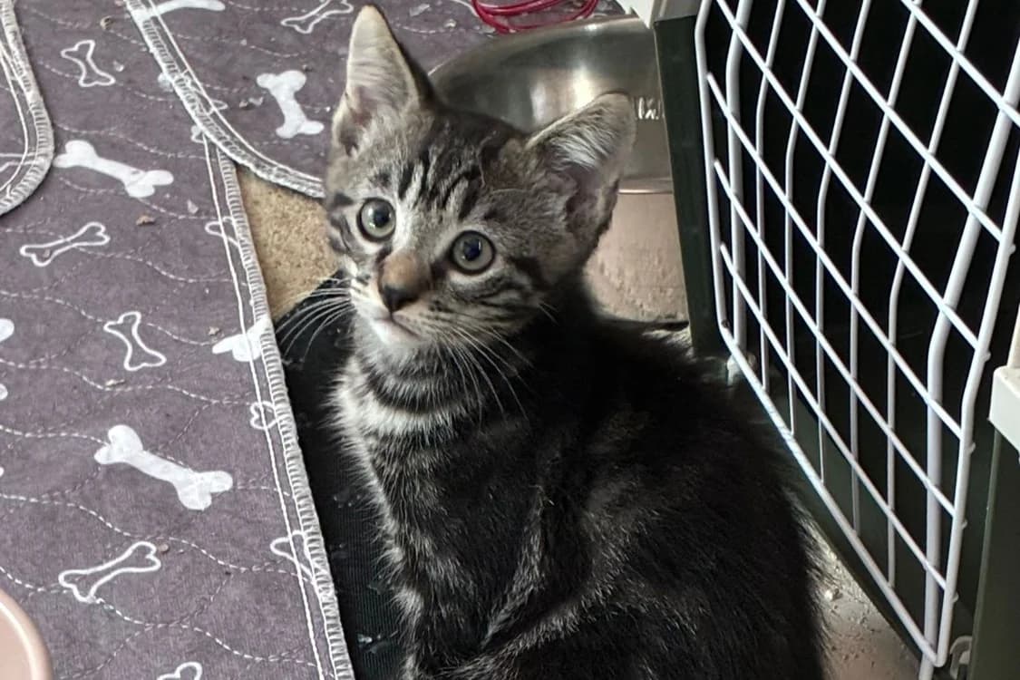 ELVIN, male puppy Mixed Breed for adoption at SPA Rennes, Rennes