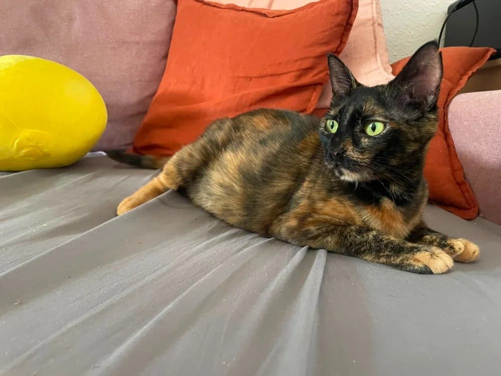 CLAUDIE, female young Mixed Breed for adoption at SPA Rennes, Rennes