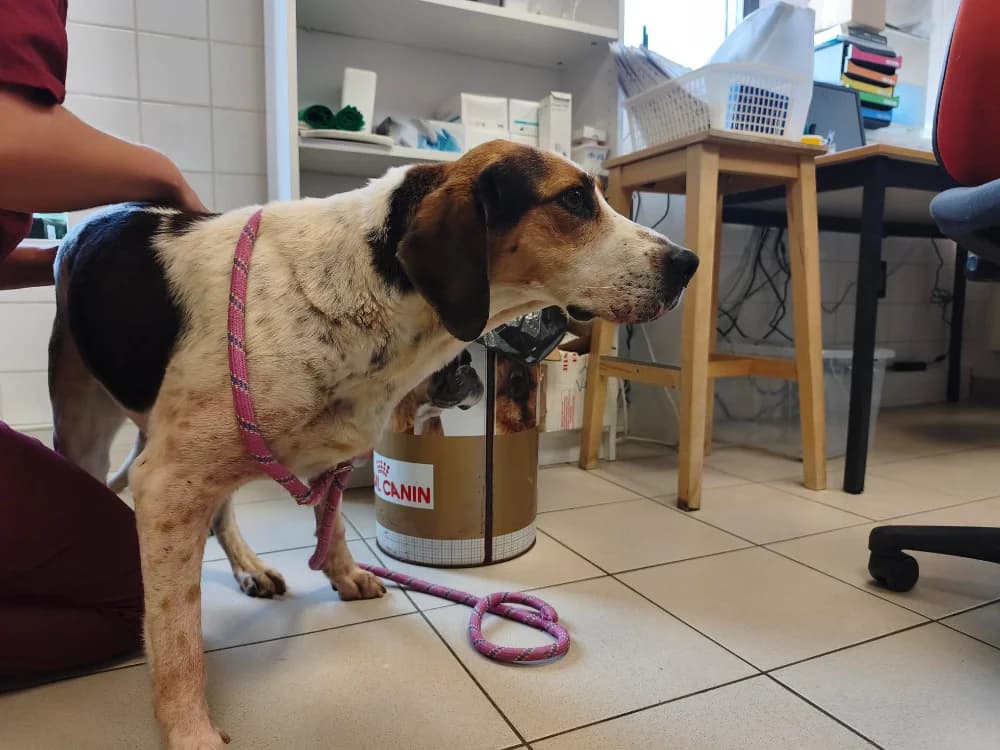 Chocolatine, female 7yo mixed breed for adoption at SPA Rennes, Rennes